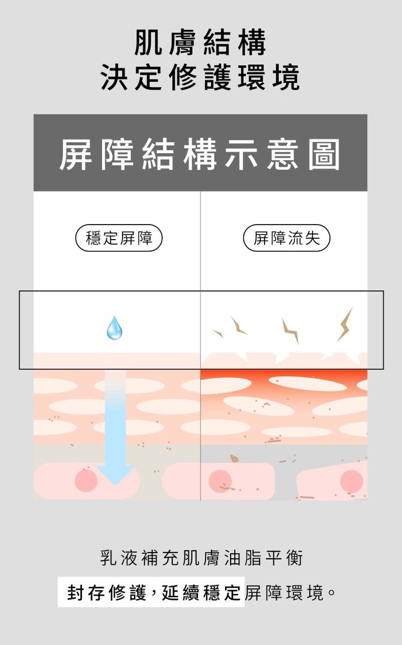 肌膚結構屏障示意圖，乳液補充油脂平衡，維持穩定健康修護環境